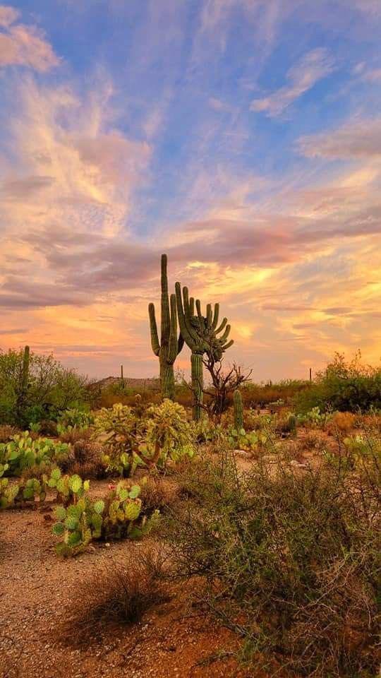 Ah, vai in Brasile! Quindi sarai al mare? Sarai nella foresta&nbsp;amazzonica?